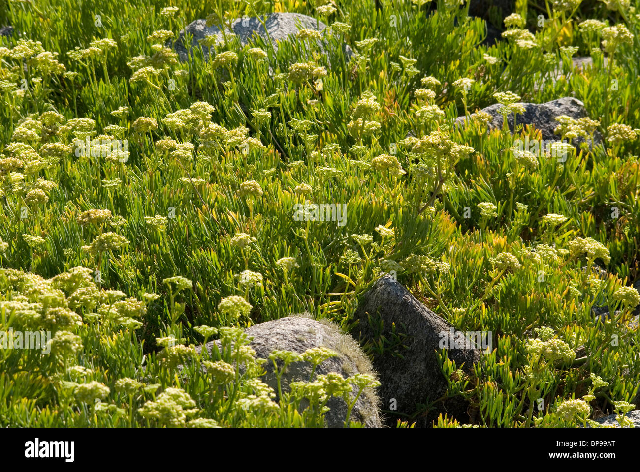 Salicornes ou fenouil de mer (Crithmum maritimum) Banque D'Images