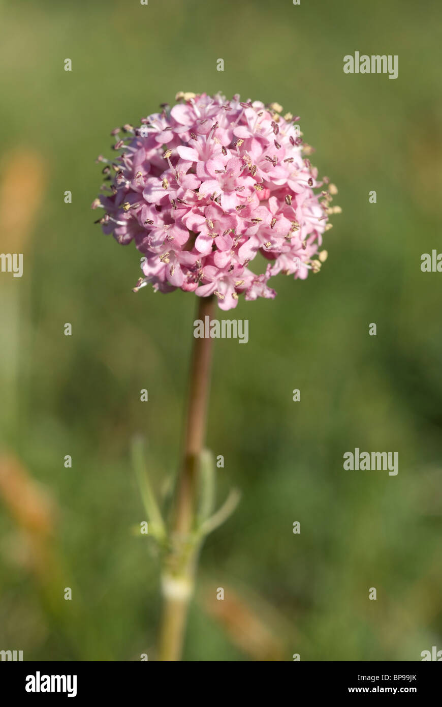 Mountain valériane (Valeriana tuberosa) Banque D'Images