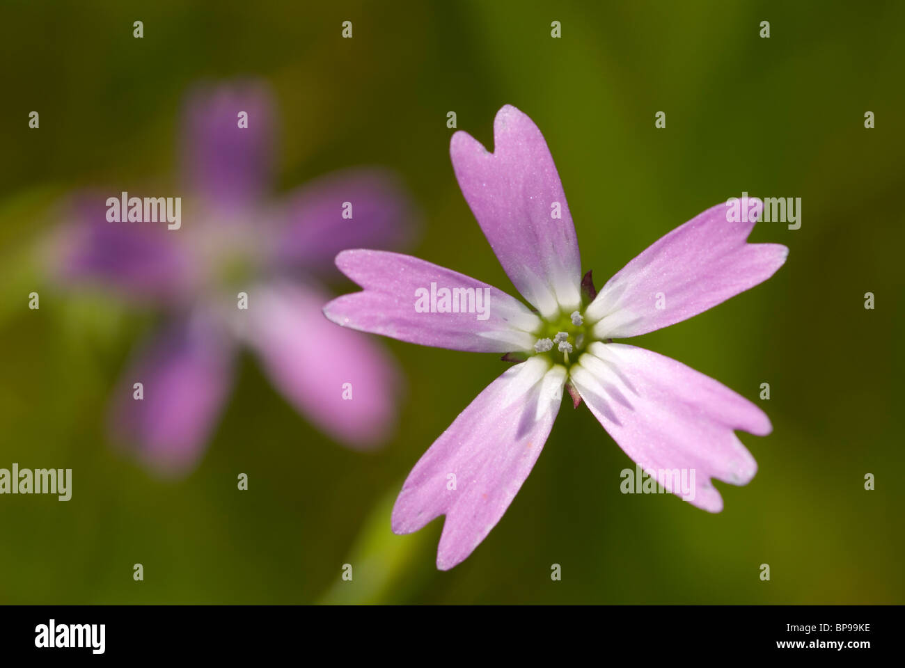 Silene laeta flower Banque D'Images