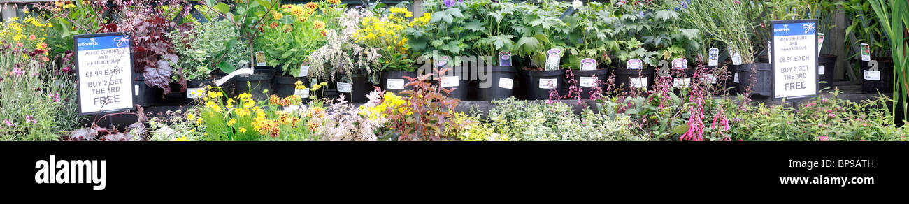 Euonymus Poisoning In Dogs Symptoms Causes Diagnosis