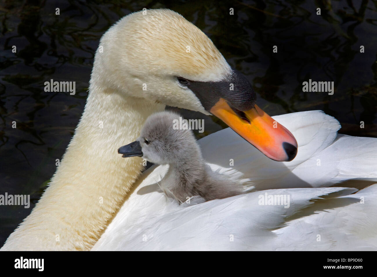 Cygnet Mere Bebe Oiseau Mignon Cygne Tubercule Cygnus Olor Photo Stock Alamy