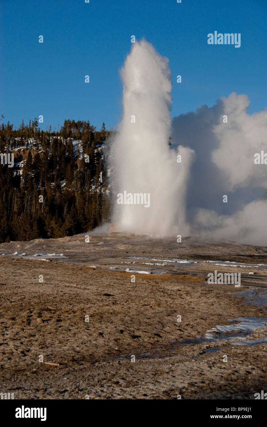 USA, Wyoming. Le Parc National de Yellowstone, Old Faithful. Banque D'Images