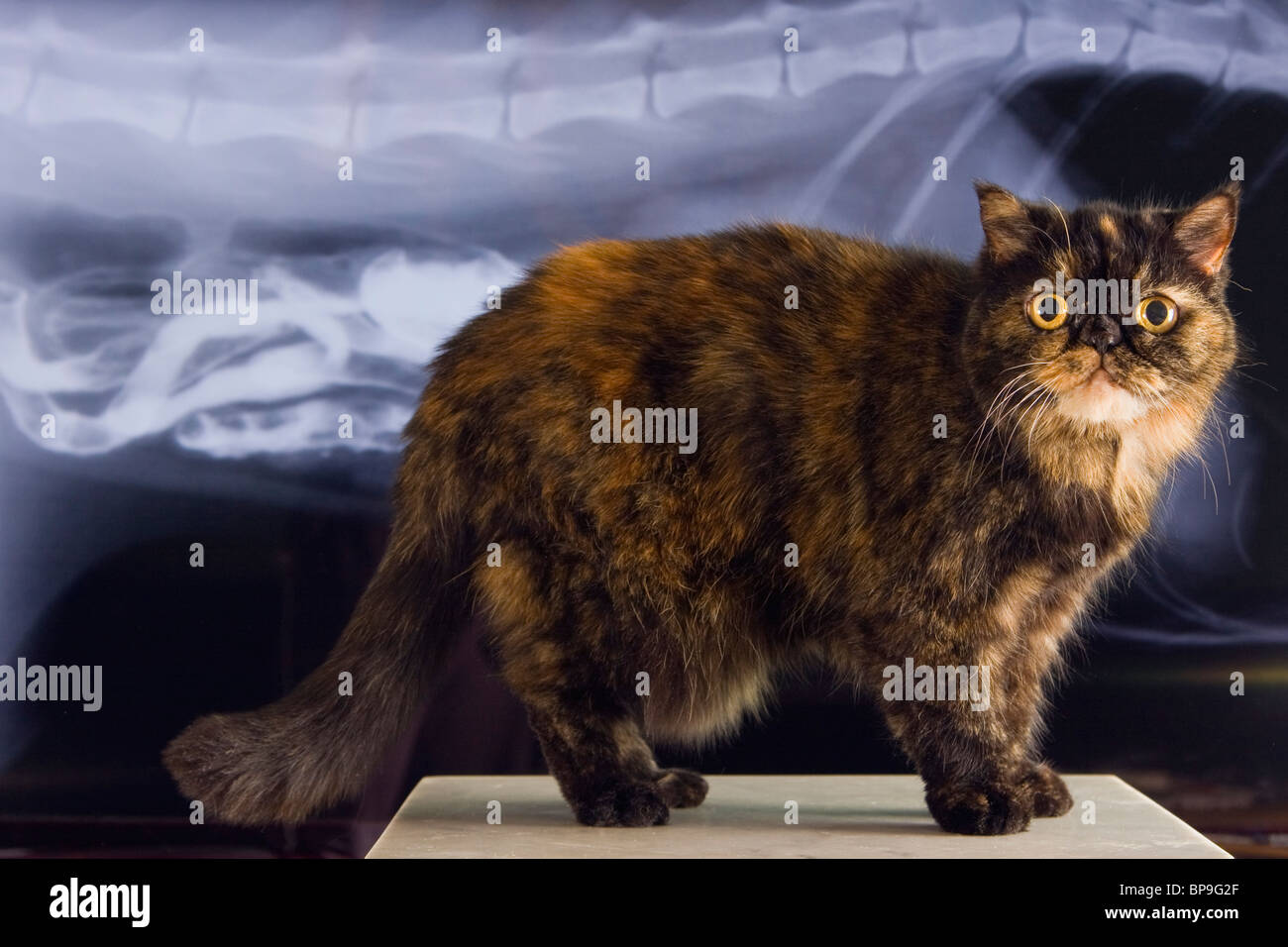 Un chat debout devant un écran avec un X-ray d'un autre chat, montrant le squelette et les intestins remplis de produit de contraste. Banque D'Images