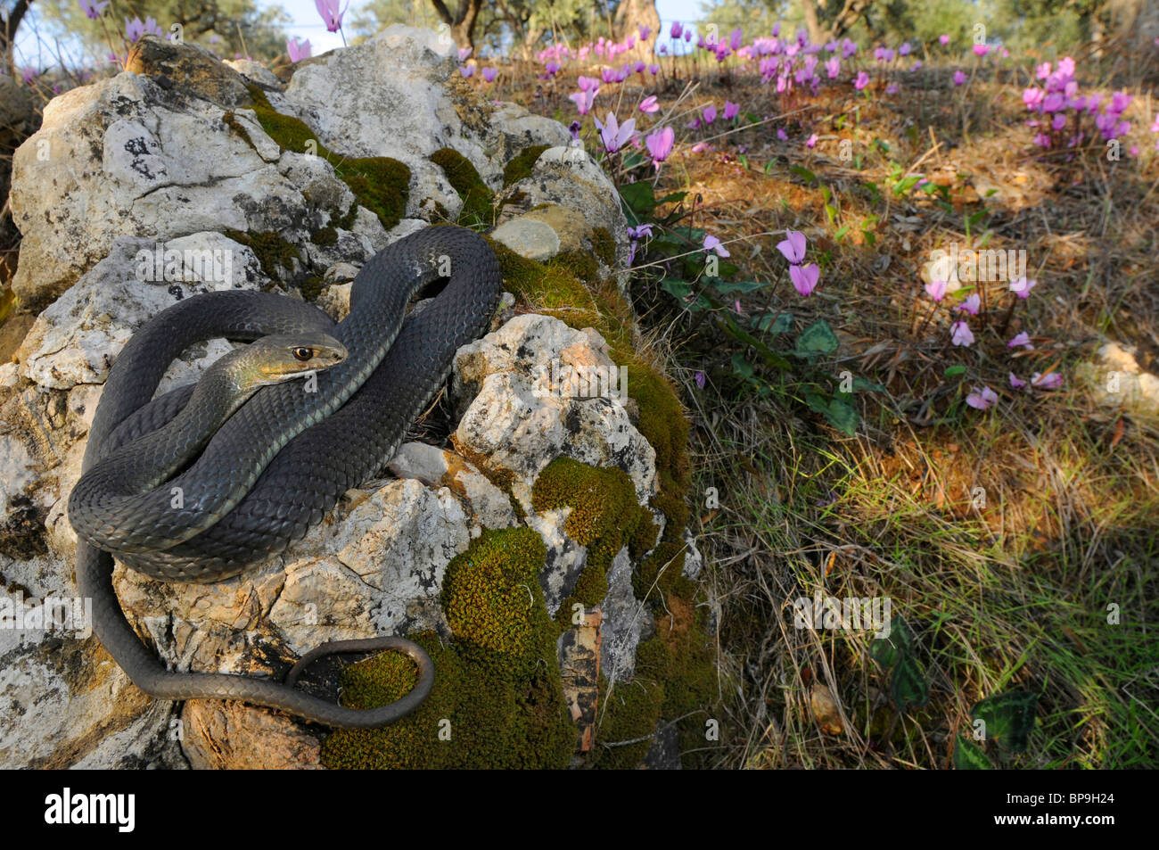La couleuvre de Montpellier Malpolon monspessulanus insignitus (), sur une pierre en face de Cyclamen graecum Sowbread (grec), la Grèce, l'Pelop Banque D'Images