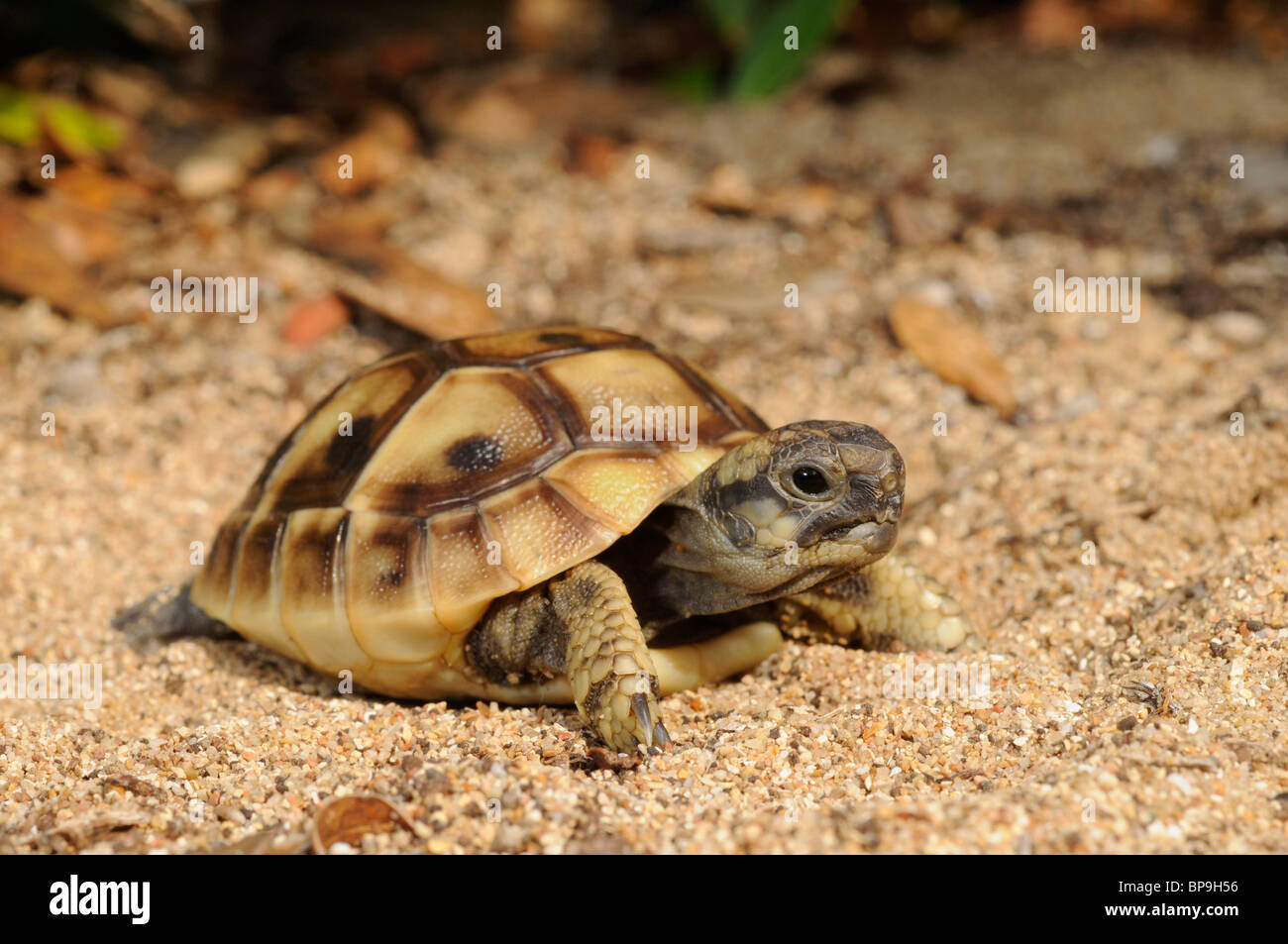 Tortue tortue grecque, Hermanns, Boettgers (tortue Testudo hermanni boettgeri), juvénile, Grèce, Péloponnèse, Messinien Banque D'Images