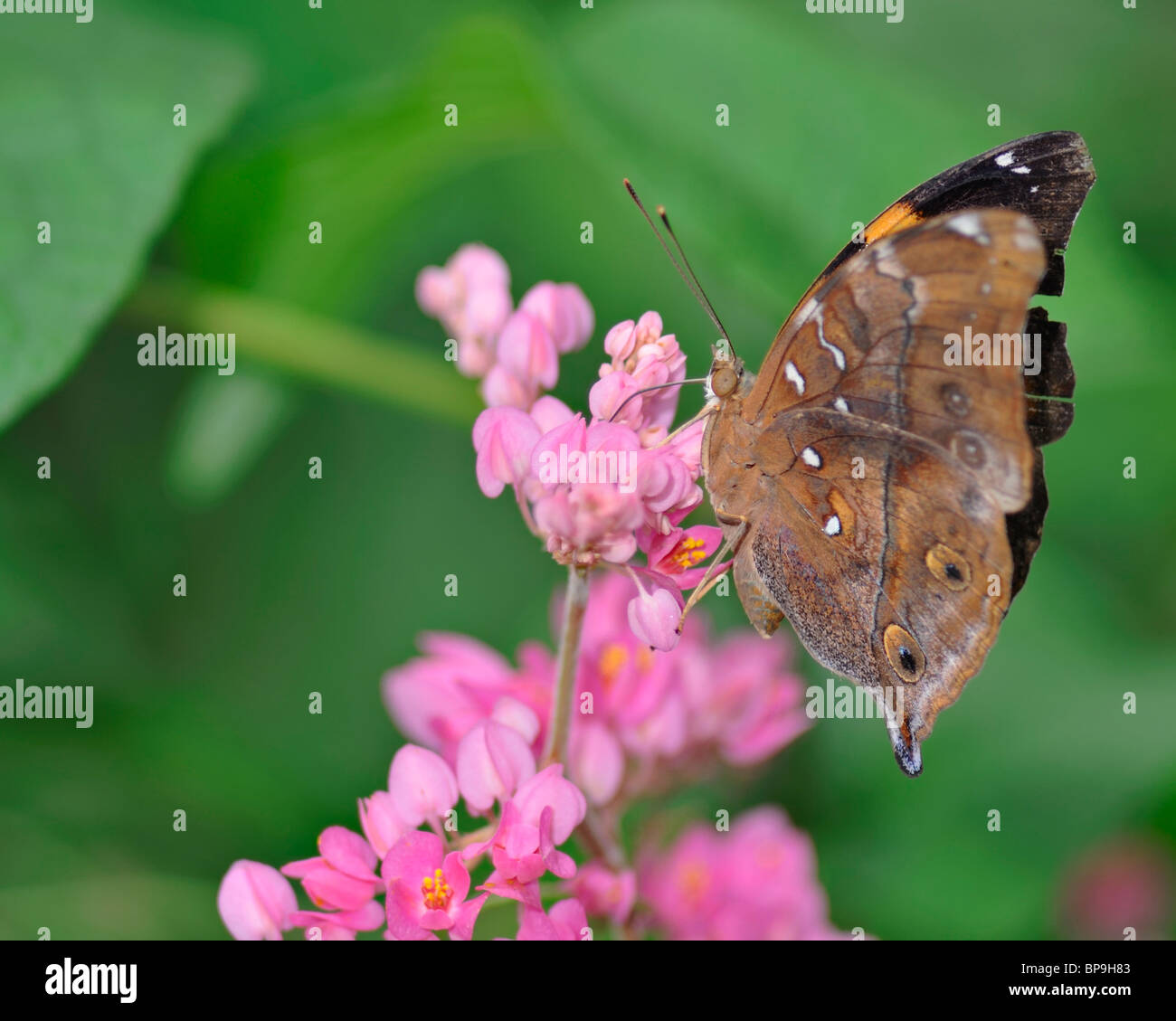 Feuille d'automne alimentation papillon sur une fleur de bougainvillées rose - Doleschallia Bisaltide Pratipa Banque D'Images