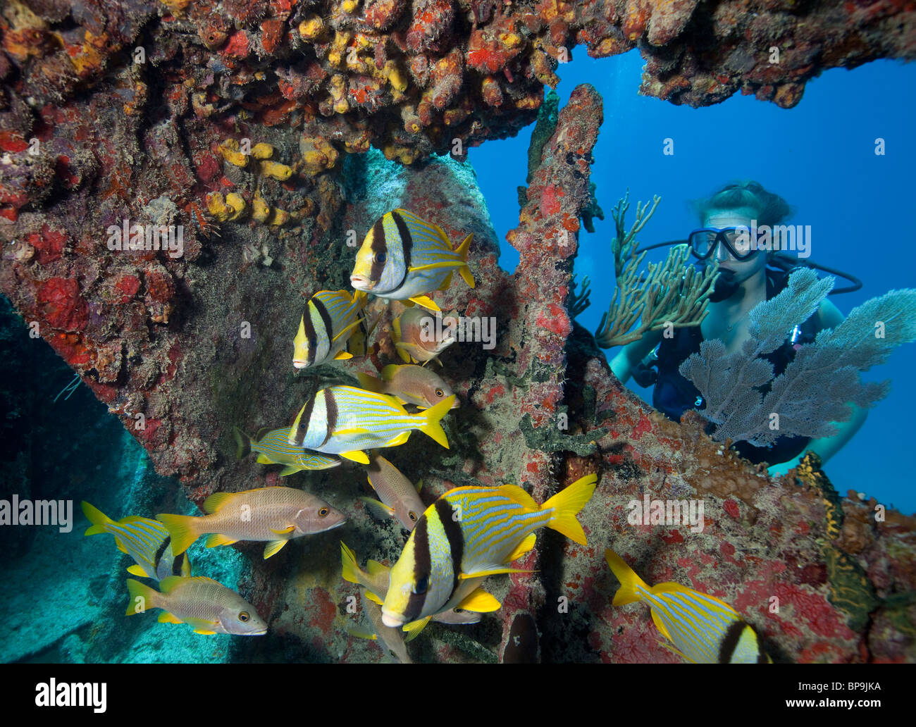 Teenage scuba diver observe Porkfish et Maître snapper dans les limites d'un naufrage le in Benwood Banque D'Images