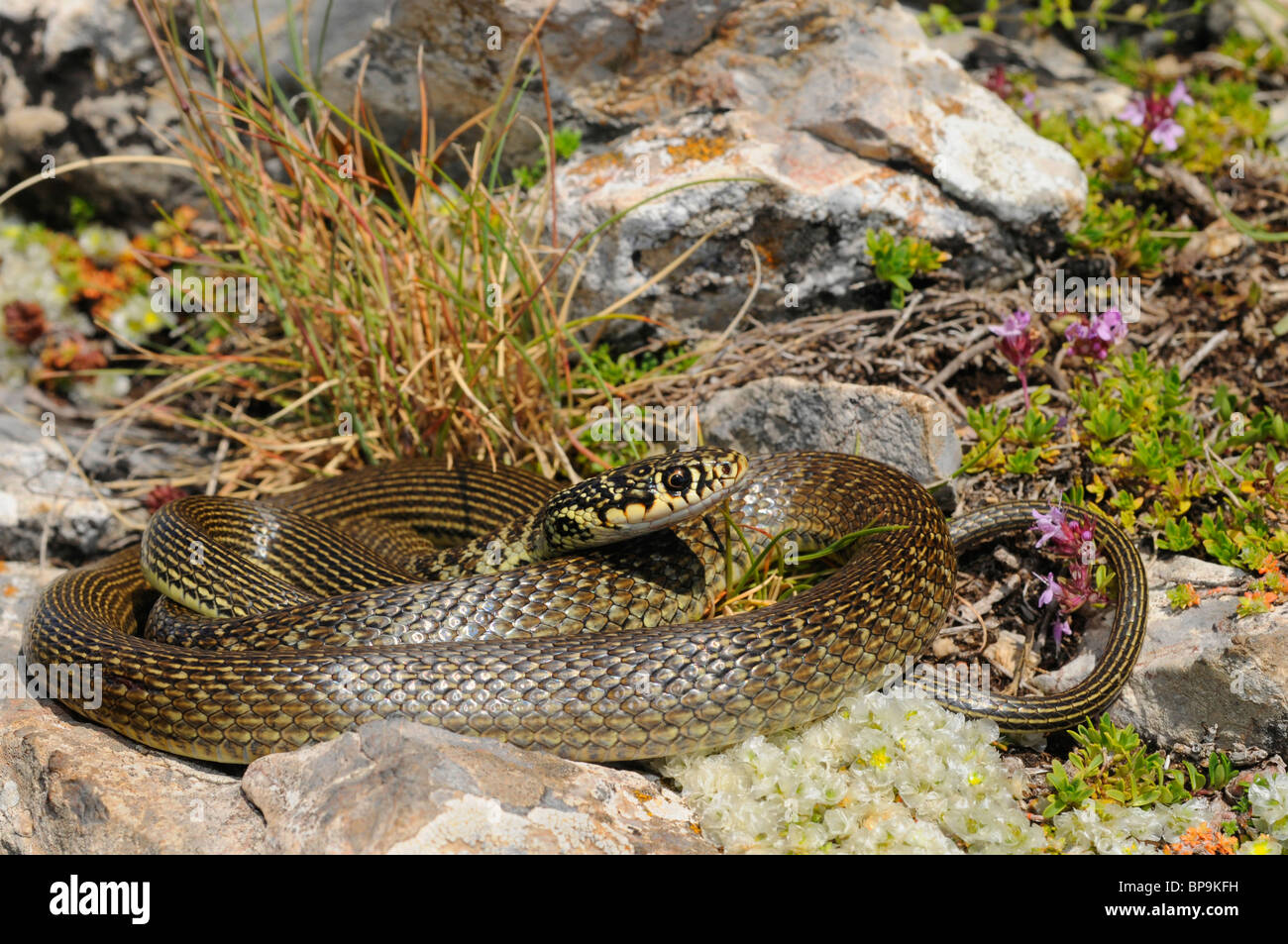 Whip européen d'Europe occidentale, snake snake whip vert-foncé, whipsnake (Coluber viridiflavus), j'ai roulé sur une pierre, l'Espagne, pyr Banque D'Images