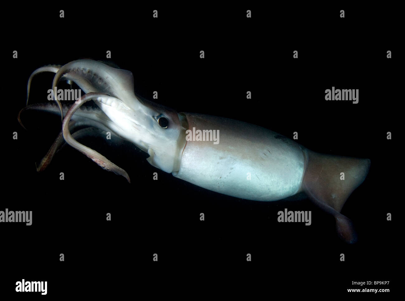 Le calmar de Humboldt géant (Dosidicus gigas) la nuit sous-marine dans la mer de Cortez, Mexique Banque D'Images