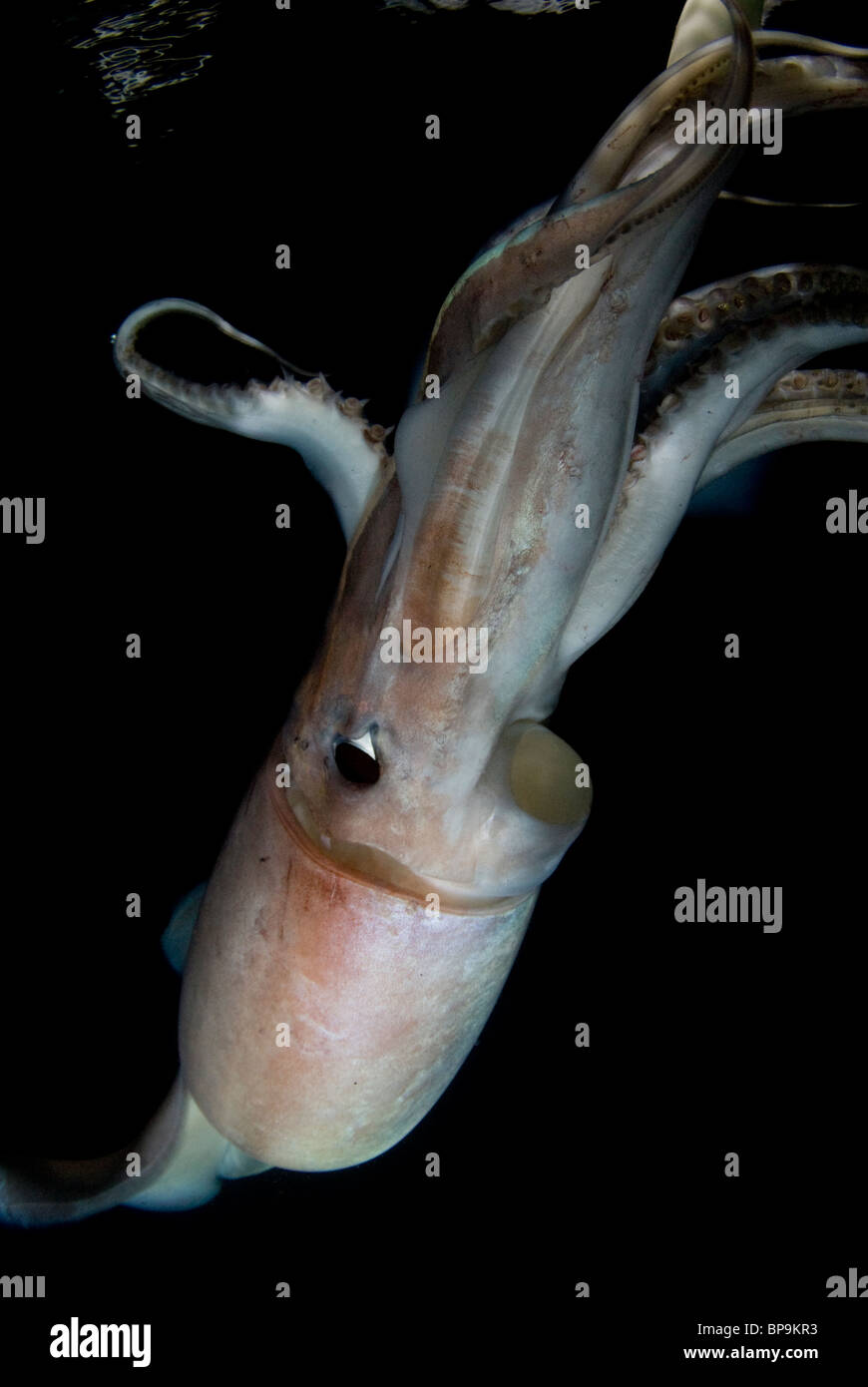 Le calmar de Humboldt géant (Dosidicus gigas) la nuit sous-marine dans la mer de Cortez, Mexique Banque D'Images