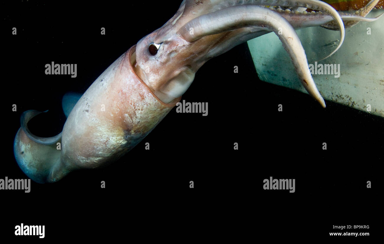 Le calmar de Humboldt géant (Dosidicus gigas) la nuit sous-marine dans la mer de Cortez, Mexique Banque D'Images