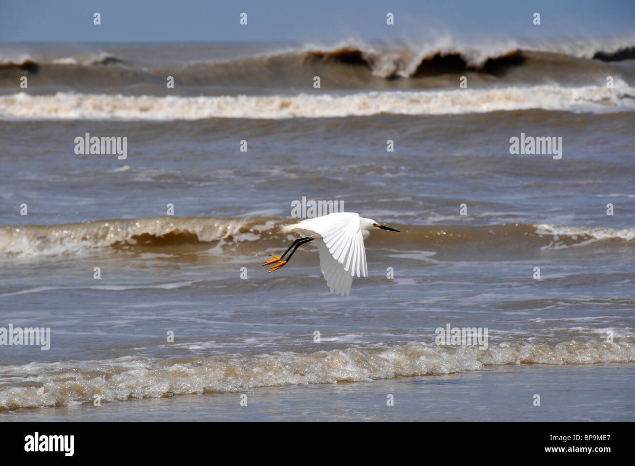 Aigrette neigeuse Egretta thula, en survolant le rivage de plage, Lagoa do Peixe National Park, Mostardas, Rio Grande do Sul, Brésil Banque D'Images