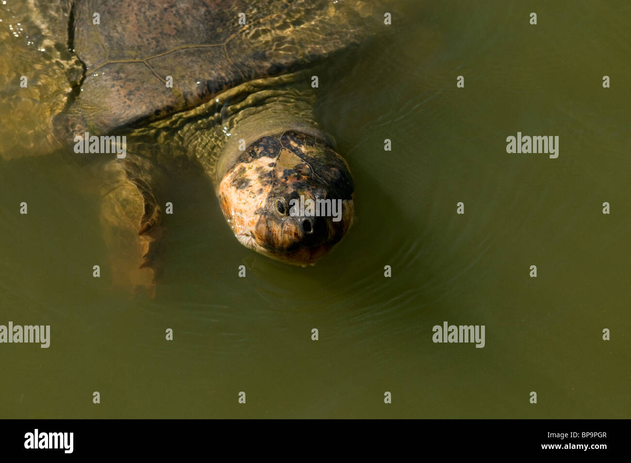 L'Amérique du Sud ou géant Amazon river turtle Podocnemis expansa Banque D'Images