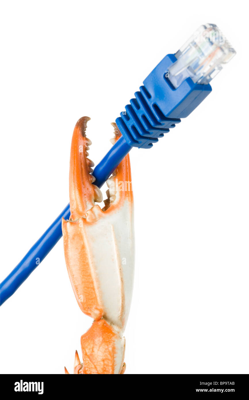Pince de crabe et le câble réseau avec fond blanc Banque D'Images