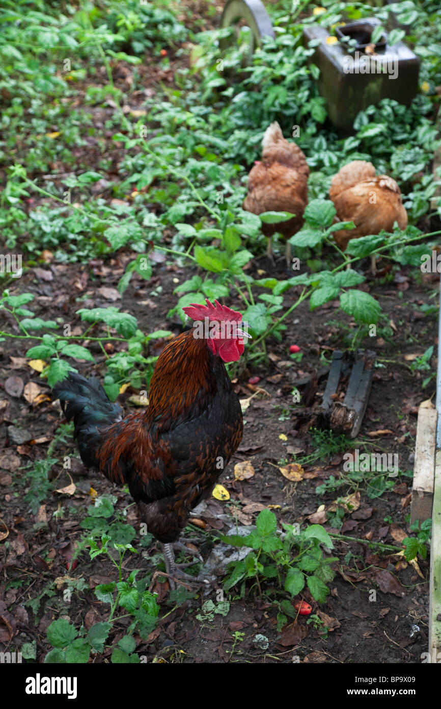 Coq close up shot Banque D'Images