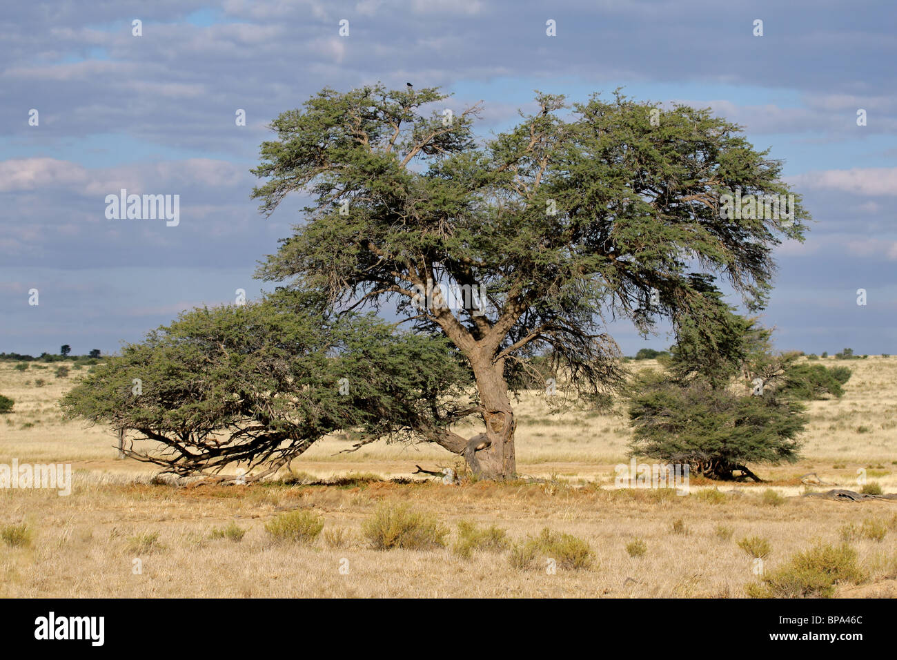 Paysage africain avec un camelthorn arbre Acacia (Acacia erioloba), Kalahari, Afrique du Sud Banque D'Images