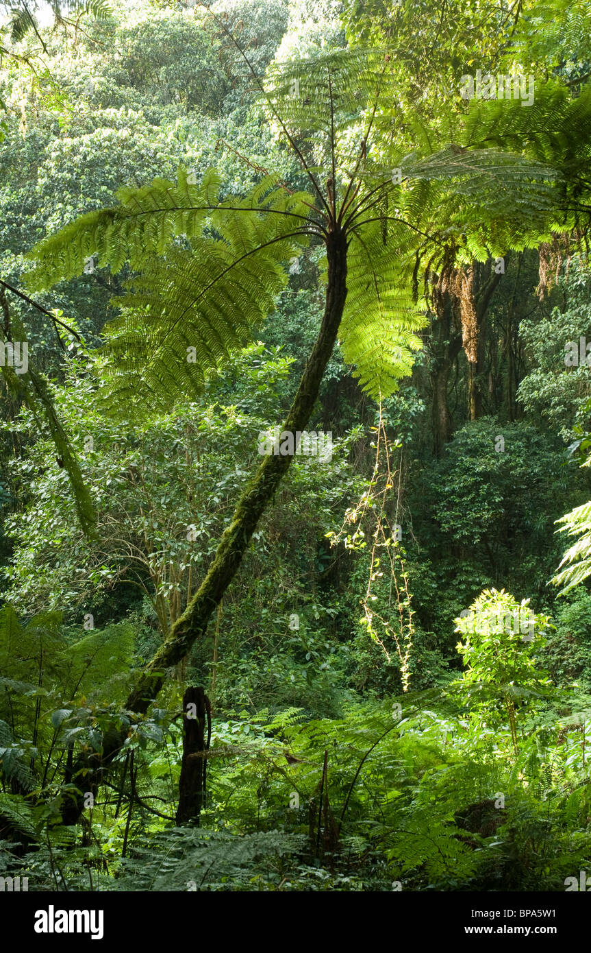 Fougère arborescente Cyathea manniana poussant dans la forêt de Kilimandjaro, Tanzanie Banque D'Images