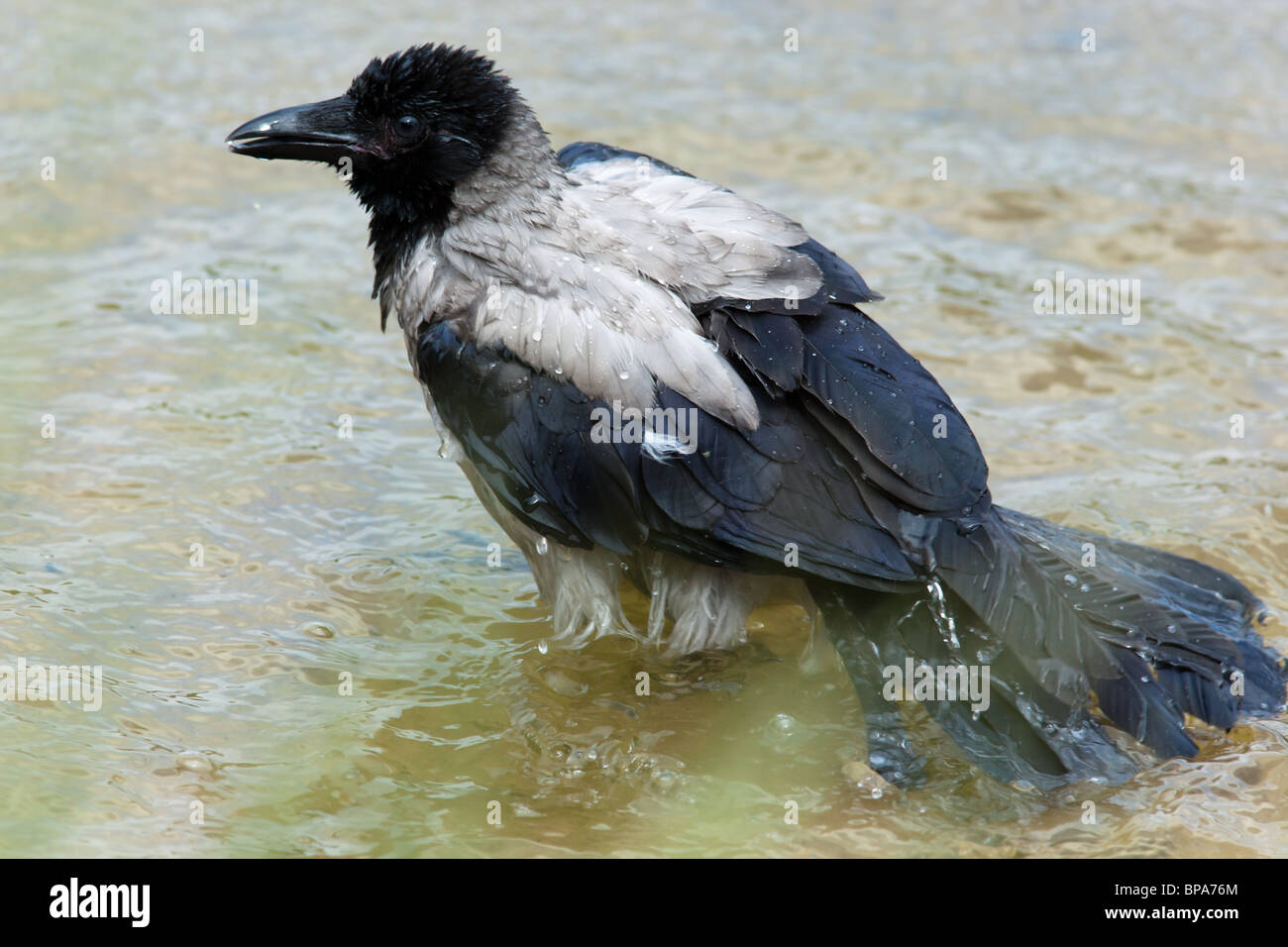 Le corbeau dans un habitat naturel. La photographie de la faune. Banque D'Images