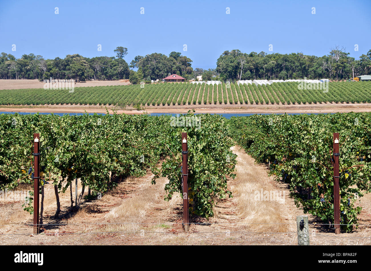 Vigne Vignoble Mad Fish Margaret River en Australie de l'Ouest Banque D'Images