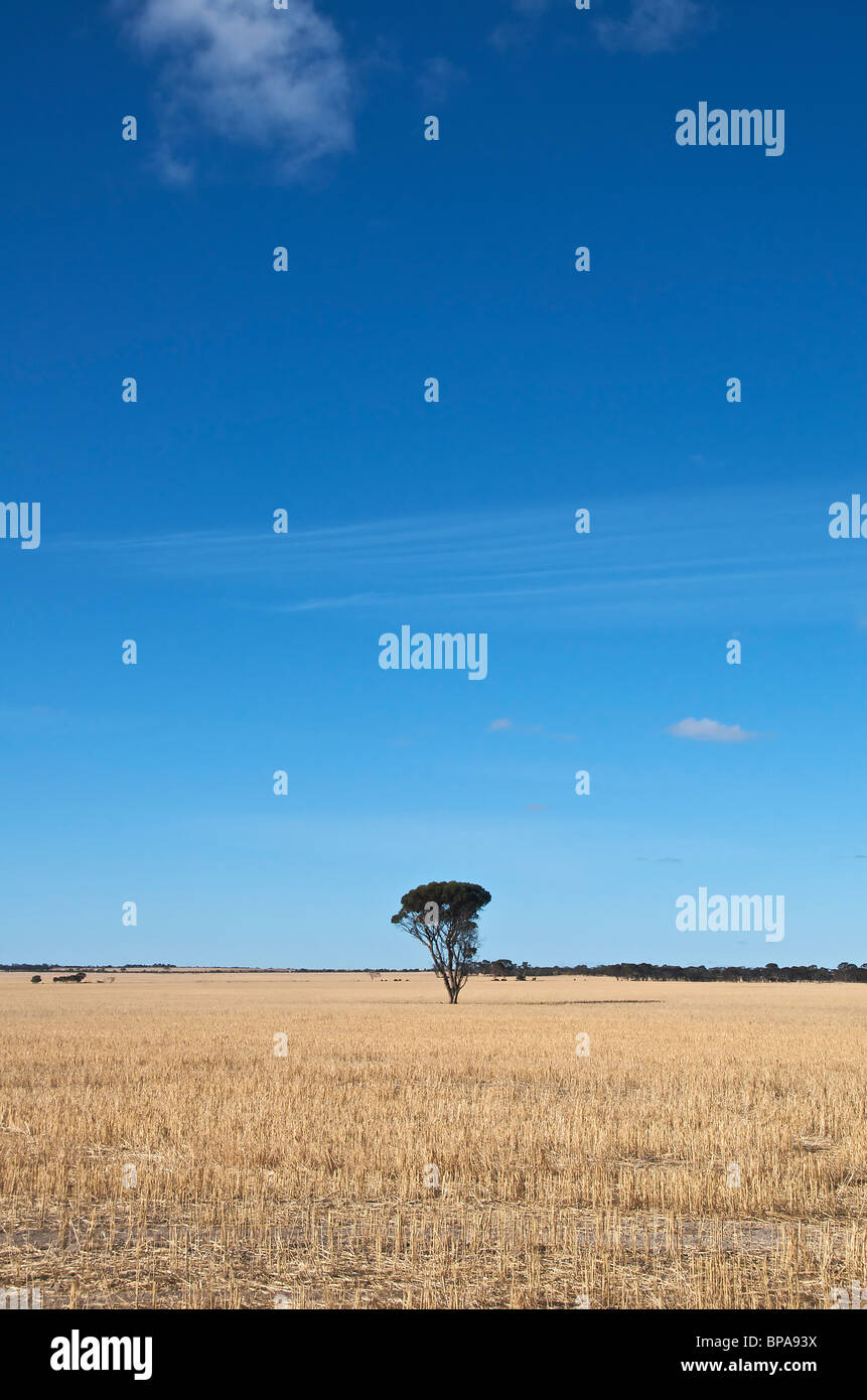 Télévision avec les prairies arides seul arbre l'ouest de l'Australie Banque D'Images