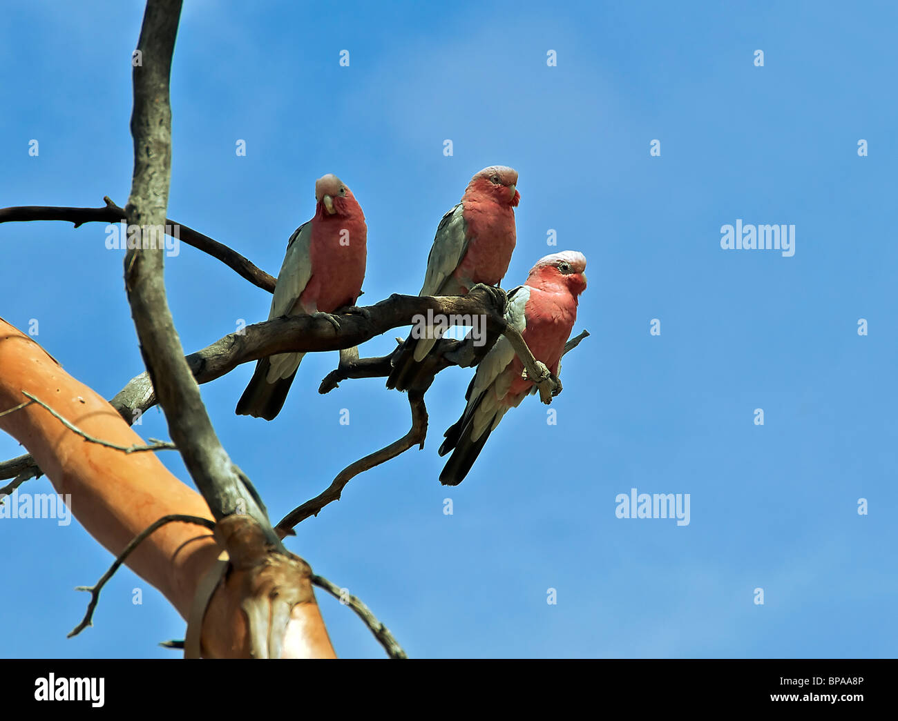 Trois Galahs perché sur l'ouest de l'Australie direction Hyden Banque D'Images