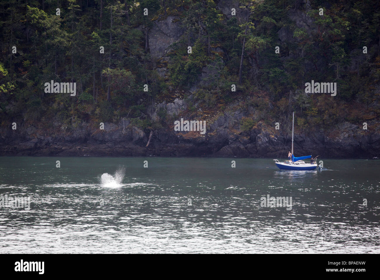 Marsouin commun ou petite baleine jaillissant près de voilier au large de l'île Lopez. San Juan Islands, Washington. Banque D'Images