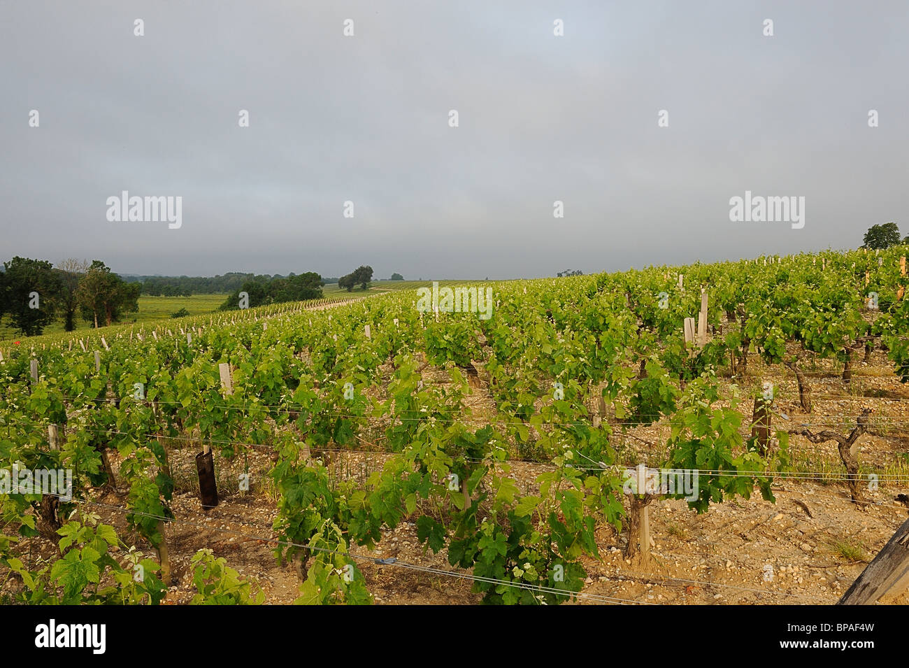 Saint Estèphe vignoble avec plants de vigne dans la région du Médoc, France Banque D'Images