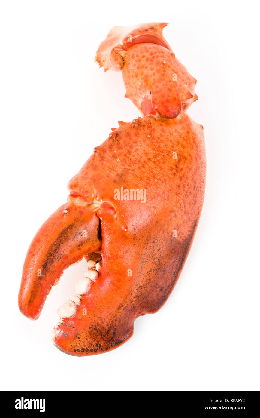 Pince de homard avec fond blanc Banque D'Images
