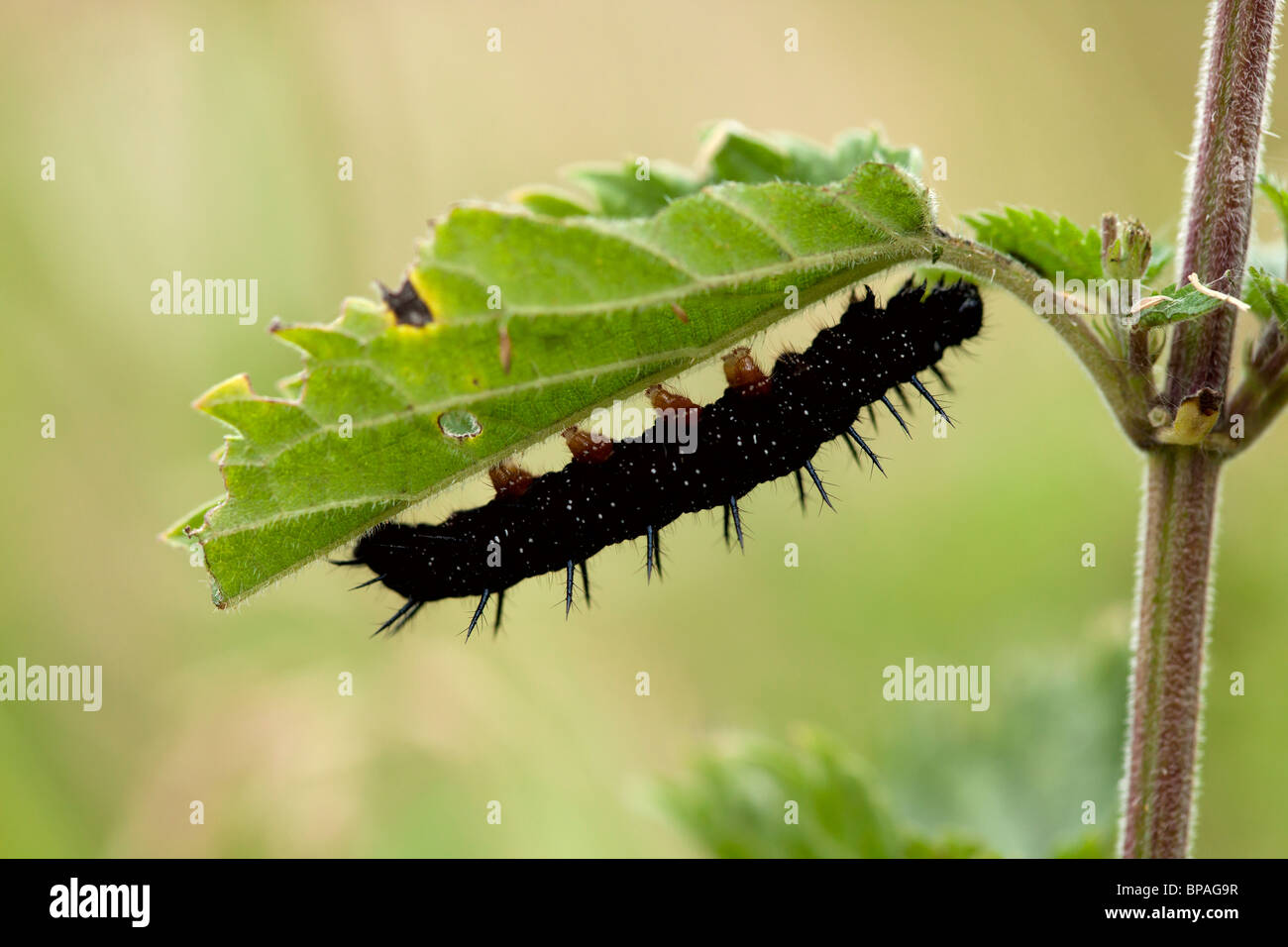 Peacock Butterfly Caterpillar Banque D'Images
