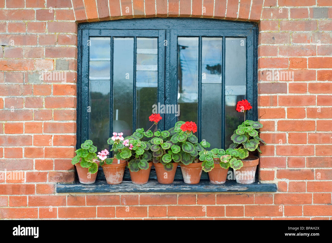 Une façade victorienne fenêtre avec pots en terre cuite de géraniums rouges et roses sur le rebord de la fenêtre Banque D'Images