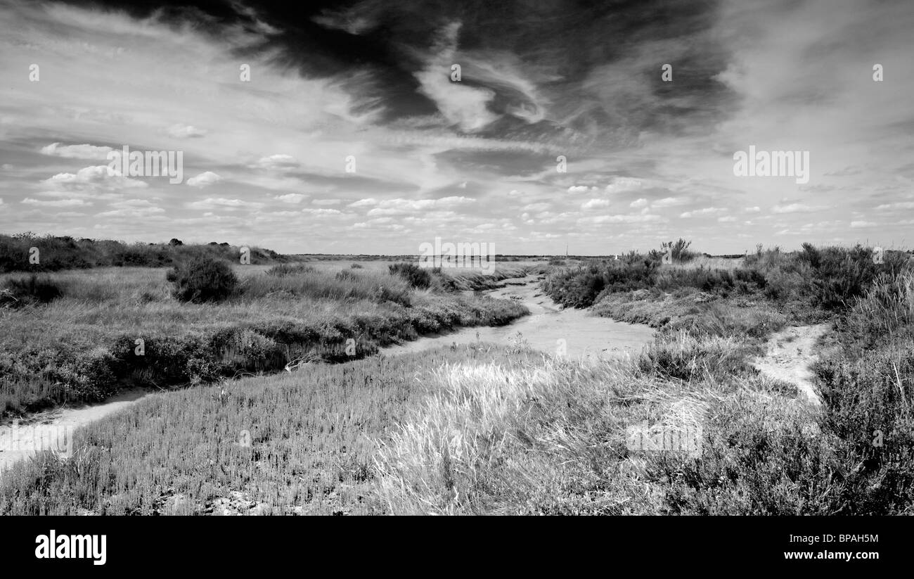 Une image en noir et blanc de l'herbe couverts les marais salés à l'île de Mersea, Essex. Une dramatique, ciel nuageux. Banque D'Images