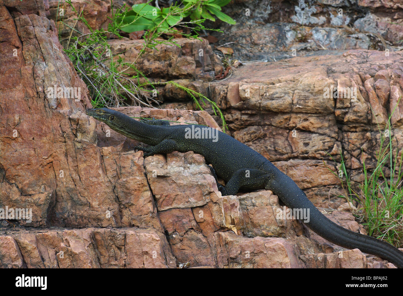 Une eau de Merten varan (Varanus mertensi) au soleil sur des pierres à Litchfield National Park, Territoire du Nord, Australie. Banque D'Images