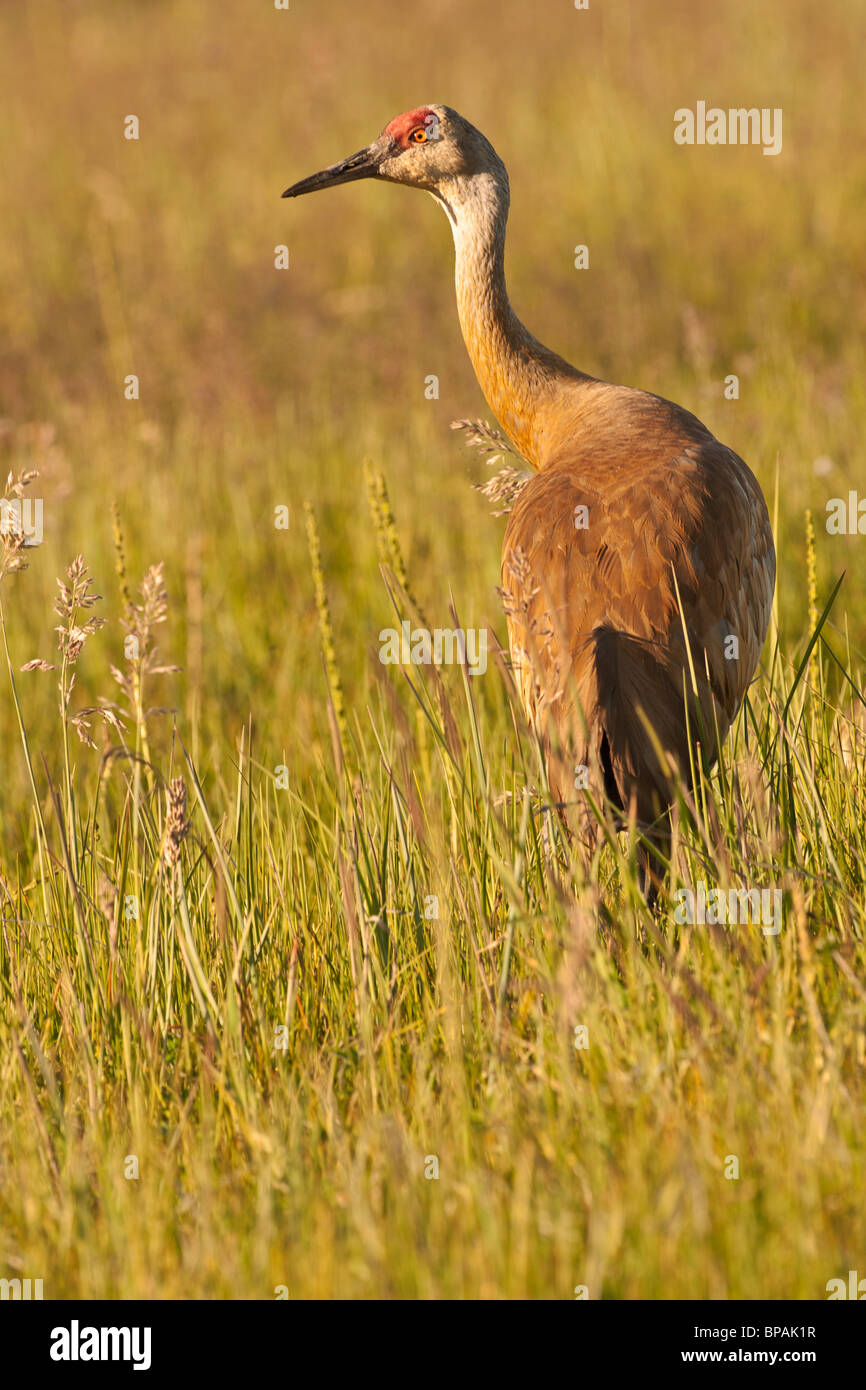 Stock photo d'une grue dans un pré au coucher du soleil. Banque D'Images