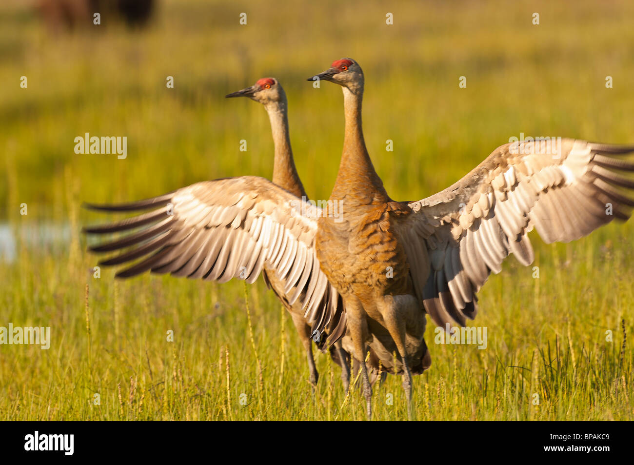 Stock photo d'une grue dans un affichage territorial avec ses ailes ouvertes, dans un pré, Lake Clark National Park, Alaska. Banque D'Images