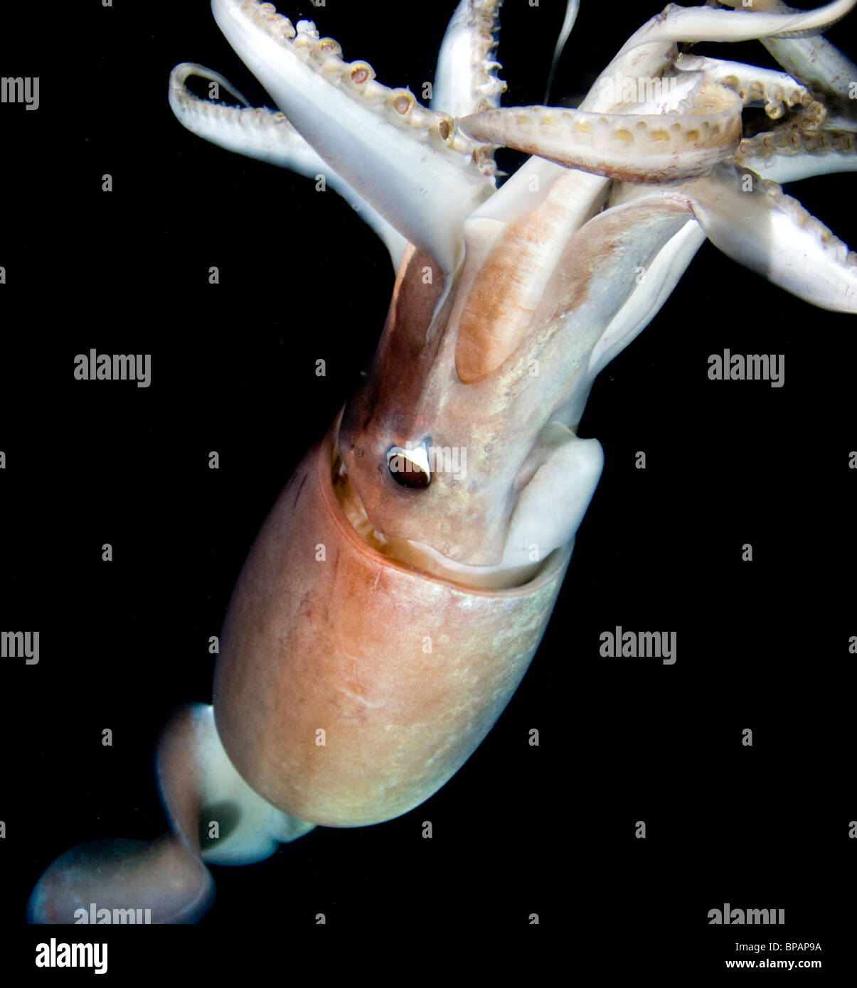 Le calmar de Humboldt géant (Dosidicus gigas) la nuit sous-marine dans la mer de Cortez, Mexique Banque D'Images