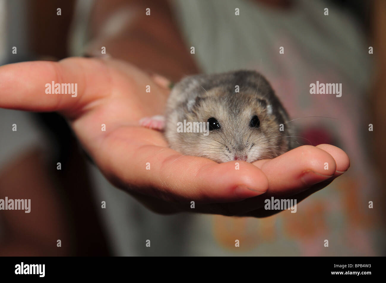 Blanc d'hiver animaux hamsters nains russes (Phodopus sungorus) Banque D'Images