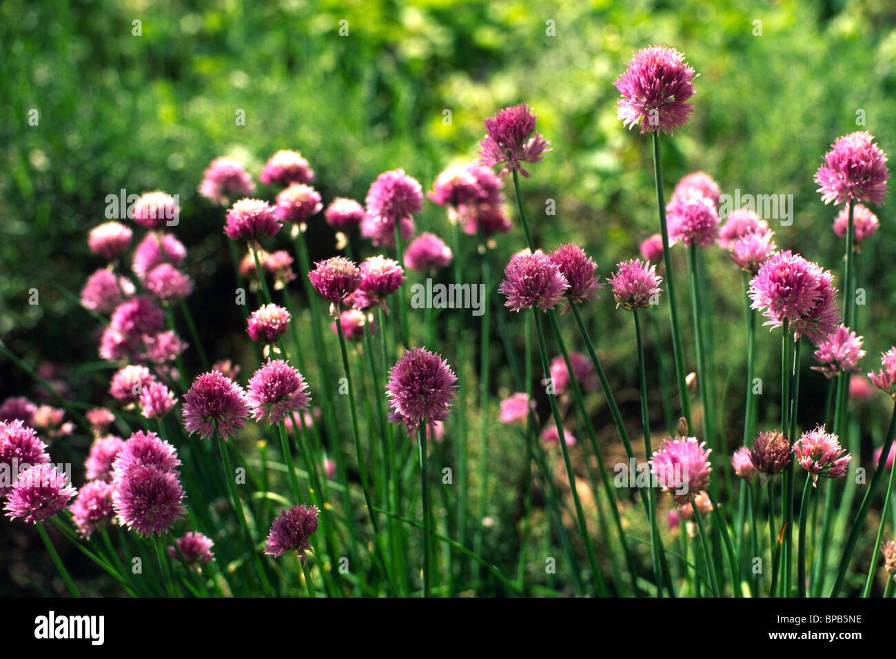 Allium schoenoprasum - ciboulette Banque D'Images