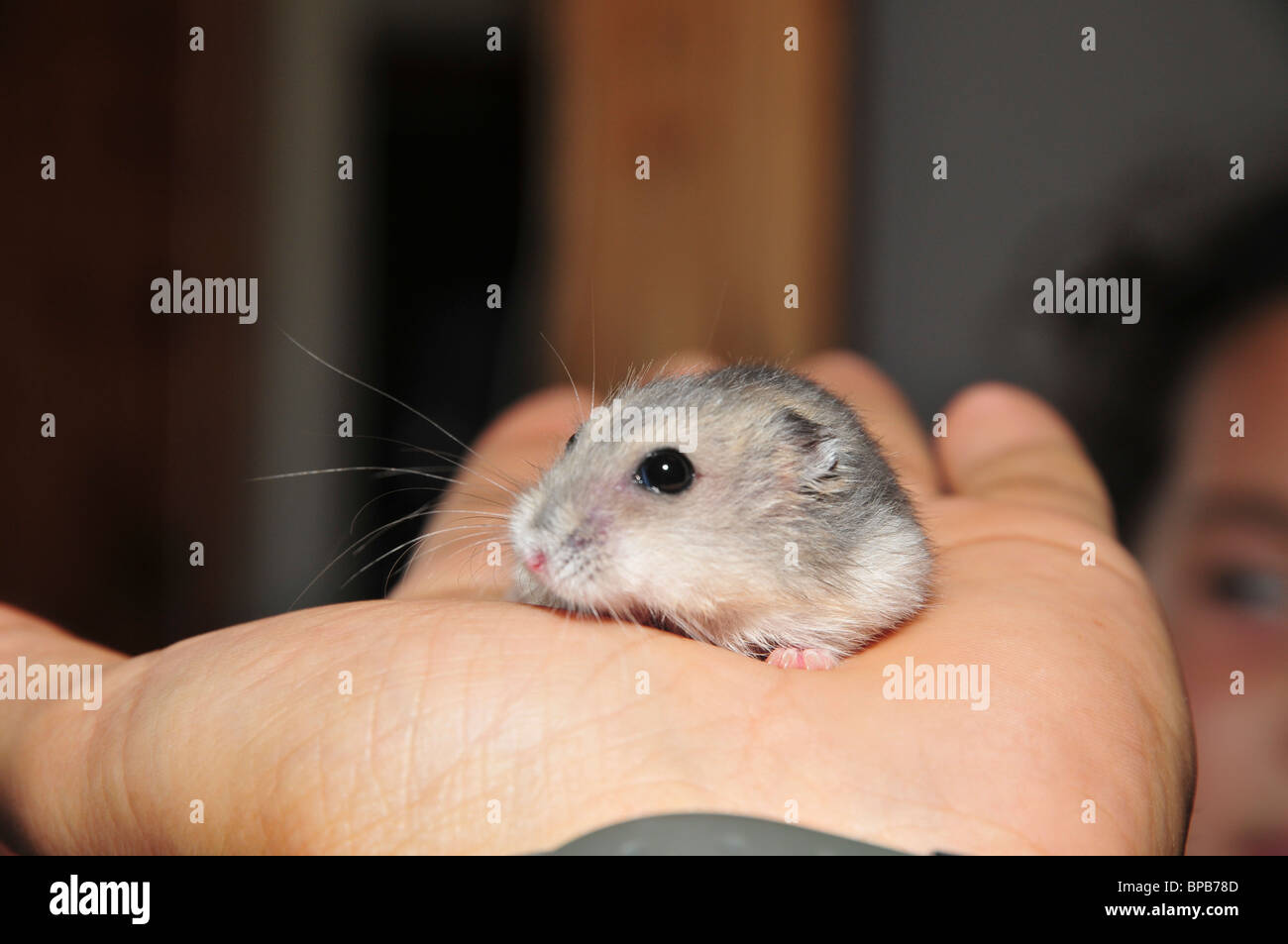 Blanc d'hiver animaux hamsters nains russes (Phodopus sungorus) Banque D'Images