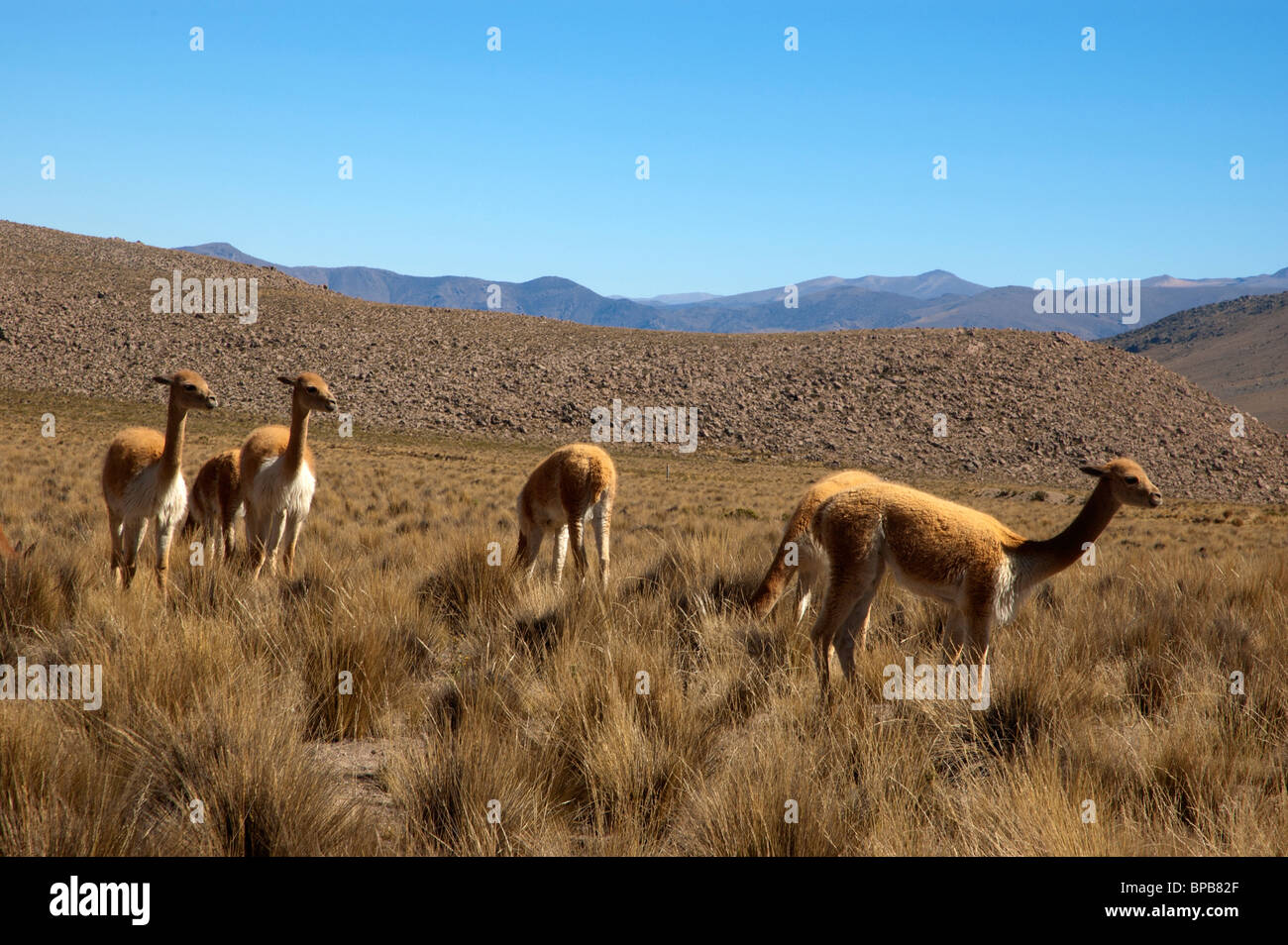 Vicuna animaux paissent à la réserve nationale Salinas y Aguada Blanca, près d'Arequipa, Pérou. Banque D'Images