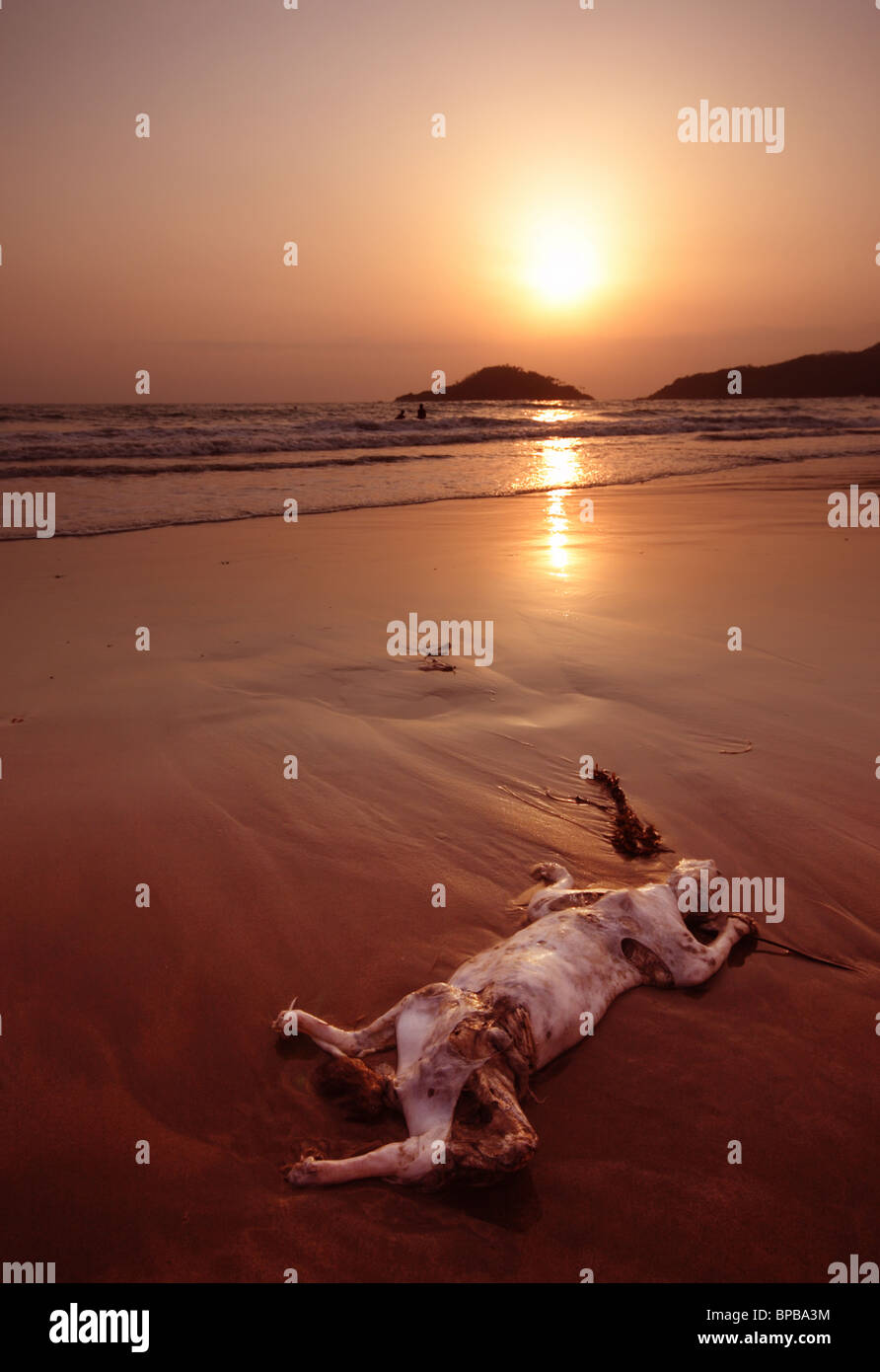 Chat Au Coucher Du Soleil Photo Stock Alamy Chat Au Coucher Du Soleil Photo Stock Alamy