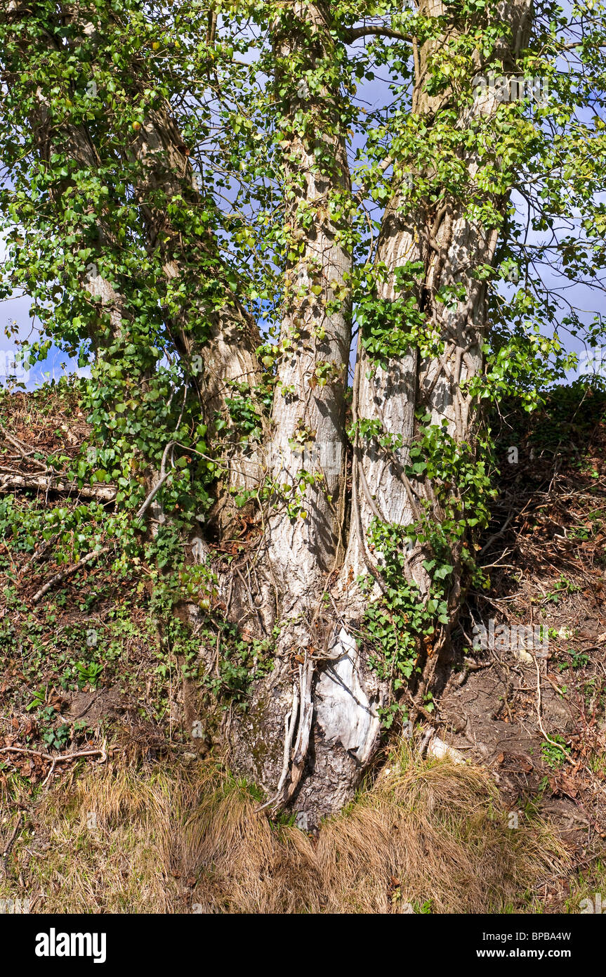 Les troncs des arbres couverts de lierre de plus en banque de la terre - sud-Touraine, France. Banque D'Images