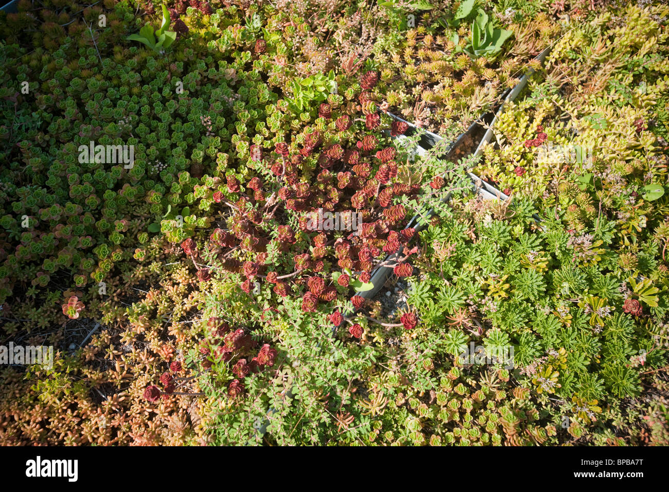 Boro 5 toit vert jardin sur le toit de la NYC Parks and Recreation Dept. de l'administration sur Randall's Island à NEW YORK Banque D'Images