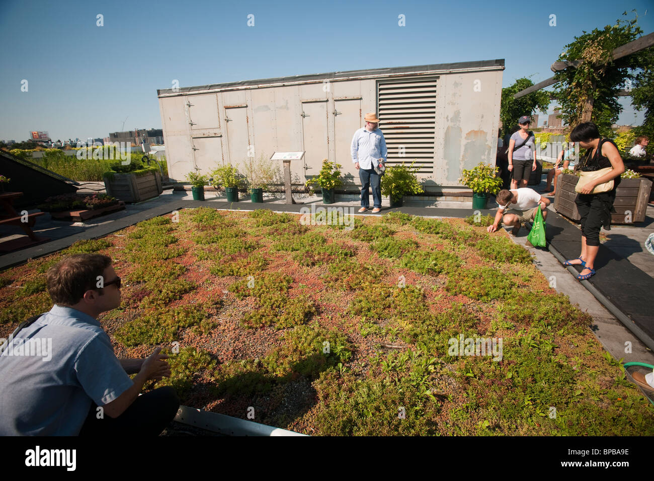 Boro 5 toit vert jardin sur le toit de la NYC Parks and Recreation Dept. de l'administration sur Randall's Island à NEW YORK Banque D'Images