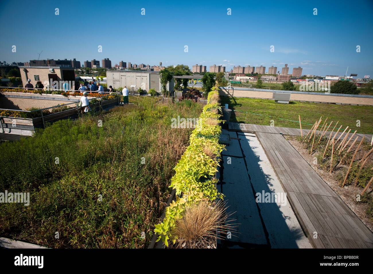 Boro 5 toit vert jardin sur le toit de la NYC Parks and Recreation Dept. de l'administration sur Randall's Island à NEW YORK Banque D'Images