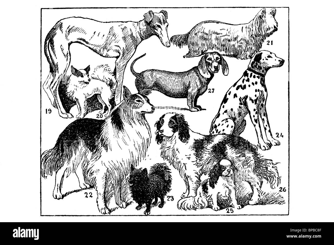 Races de chien. Illustration d'antiquités. 1900. Banque D'Images