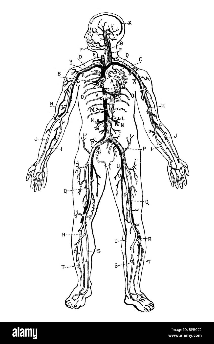 Le système circulatoire. Illustration d'antiquités. 1920. Banque D'Images