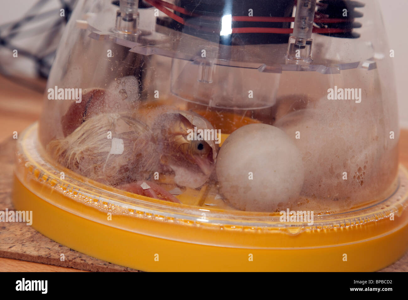 L'éclosion de poussins en couveuse - appartient à photogrpaher Banque D'Images