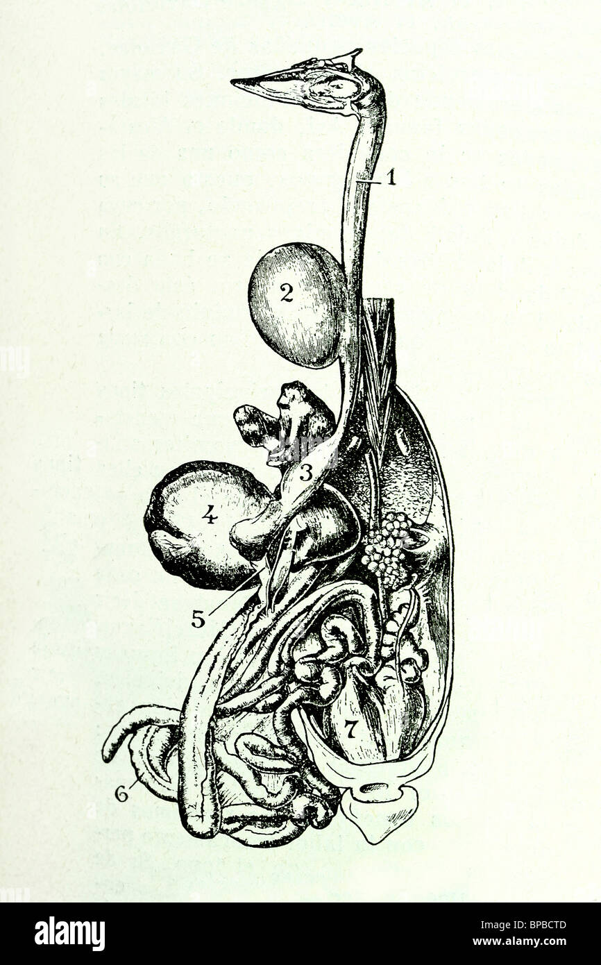 Système digestif d'un oiseau. Illustration d'antiquités. Schéma de 1928. Banque D'Images