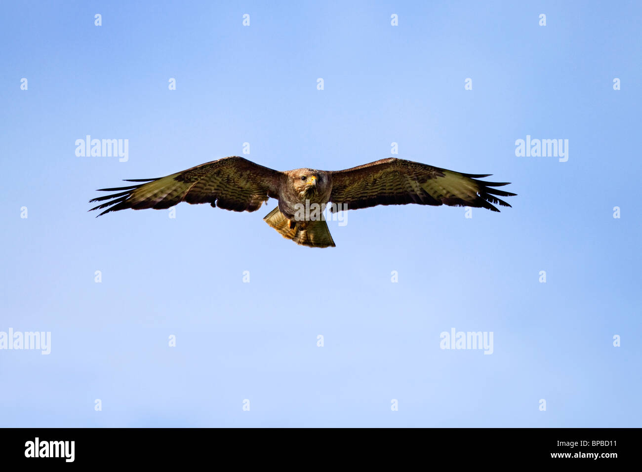 ; Buzzard Buteo buteo ; en vol ; Cornwall Banque D'Images