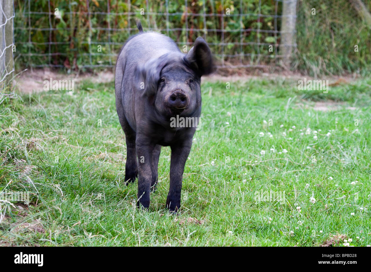 Cornish ; porc noir de secouer sa tête, Cornwall Banque D'Images